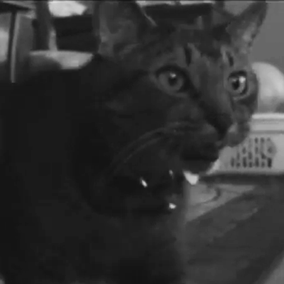 Thumbnail showing a cat in black-and-white.